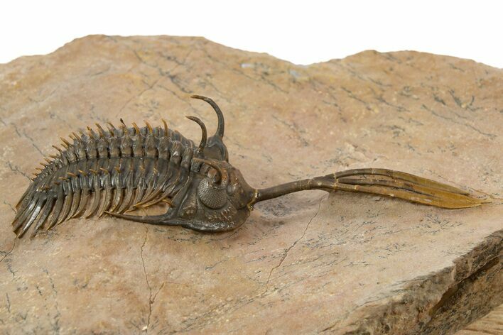 Trident Walliserops Trilobite - Exceptional Preparation #334856